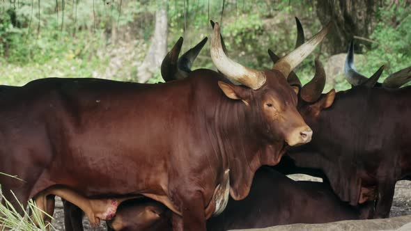 A Young Calf Sucks the Udder of a Brown Cow with Big White Horns Against the Background of a Flock