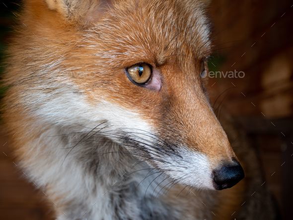 a closeup of a fox with a curious face