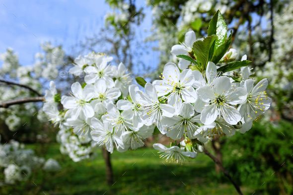 Cluster of white flowers of a blooming wild cherry. Prunus avium. - Stock Photo - Images