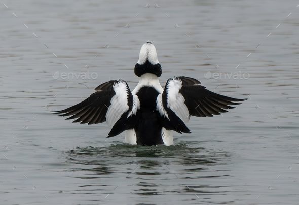 Black and white bird from behind in the calm body of water with its wings flapping in the air
