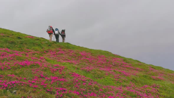 Hikers among wild flowers (Rhododendron myrtifolium) on Chornogorsky ridge of Ukrainian Carpathians alt