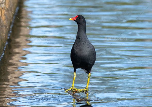 Moorhen bird foraging for food in the water on a sunny day - Stock Photo - Images