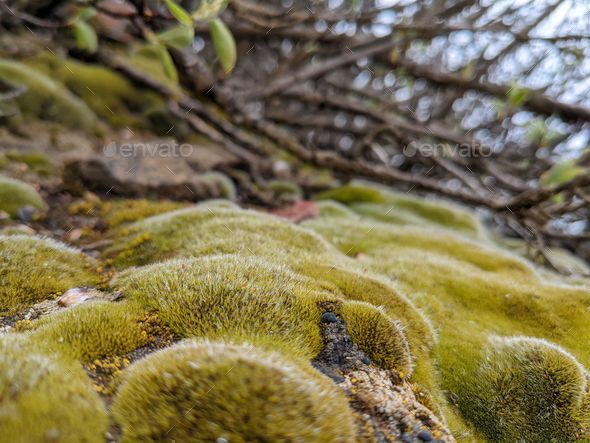 Lush, vibrant moss blanket covering the ground. Stock Photo by wirestock