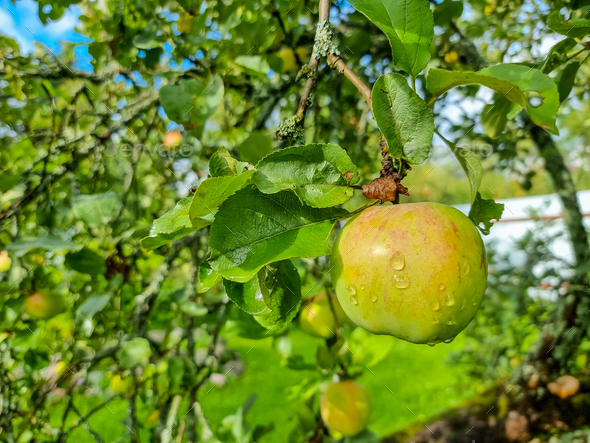 Apple tree. Branch of ripe red apples on a tree in a garden