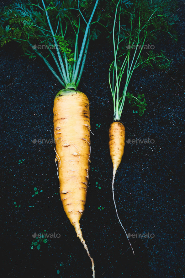 Carrots large vs small, size comparison, size matters