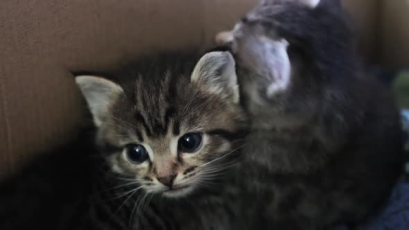 Two small cute kitten in box