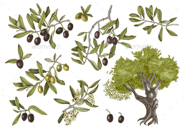 Vector Olive Set Isolated on White