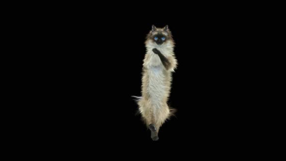 Cat Dancing HD alt