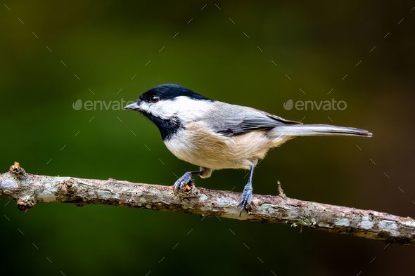 Black-capped chickadee perched on a tree branch. Poecile atricapillus. - Stock Photo - Images
