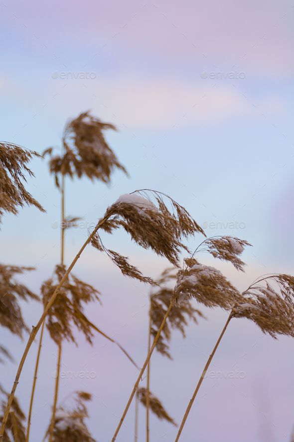 Phragmites mauritianus reed grass covered in snow with sunset in background - Stock Photo - Images