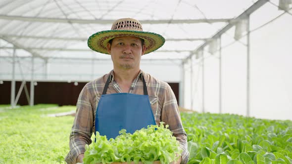 elderly Asian gardener holding a crate of organic green oaks smiles proudly at his produce alt