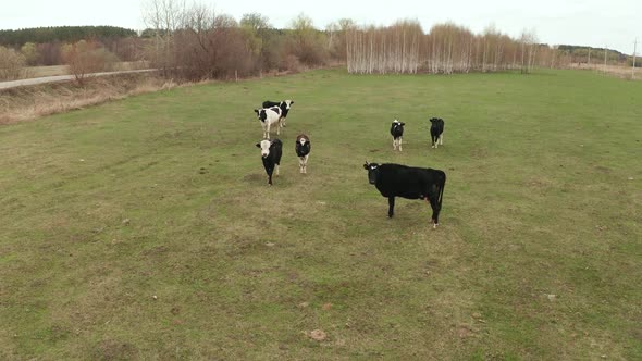 Calves with Black and White Fur Graze in a Clearing with Green Grass on a Summer Day alt