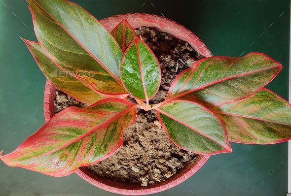 Top view of Aglaonema plants or Chinese evergreens in a pot