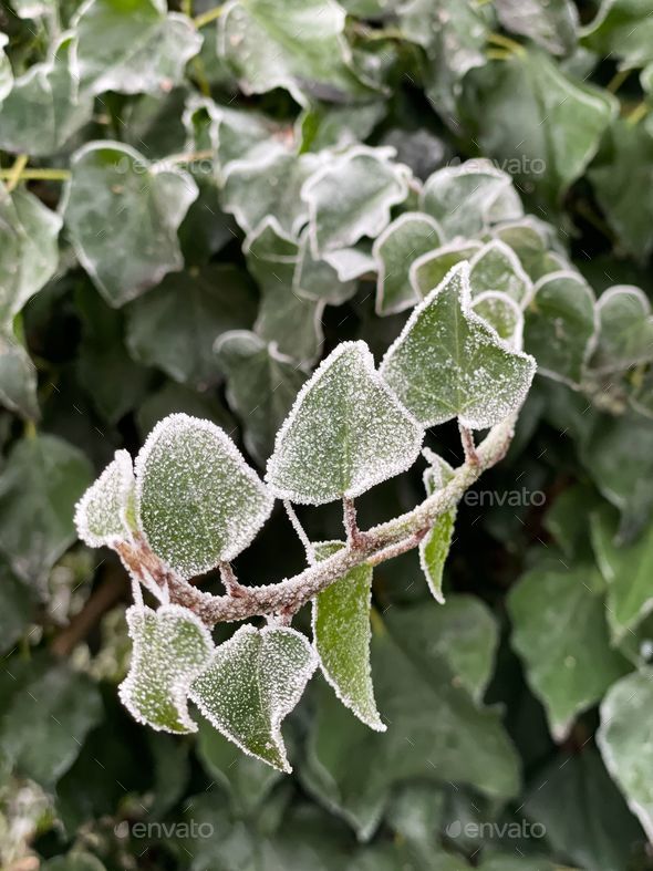 Hoarfrost forms a white, crystalline edge around the heart-shaped leaves of an ivy vine