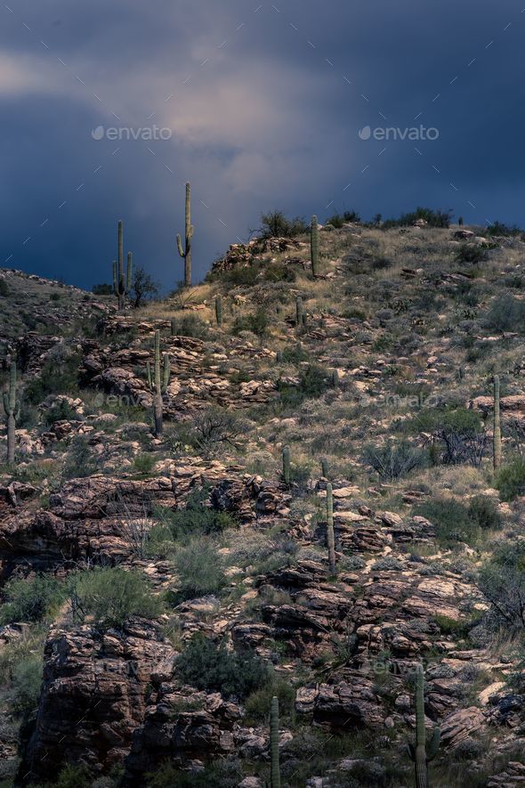 Saguaro Cactus is Tucson Arizona Mt. Lemmon at the end of monsoon season