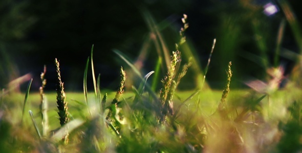 Blurred Grass, Stock Footage | VideoHive