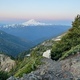 Mountain goat in Washington outdoors  - PhotoDune Item for Sale