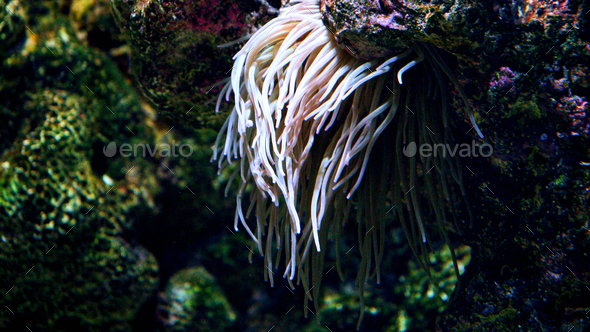 Closeup of sea anemone with long tentacles flowing in water streams on sea bed