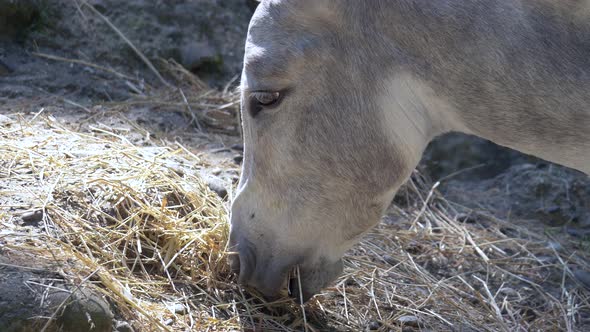 Happy sweet donkey eating fresh hay on a farm during sunny day,close up alt