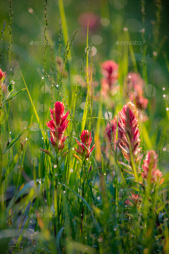 Dew Drops on Castilleja flowers - known as paintbrush Indian paintbrush, or prairie-fire,