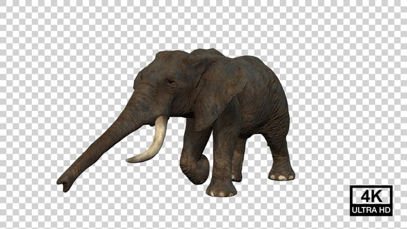 Elephant Walk Back Angle View alt