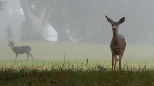 Wild Young Deer Grazing Animal on Green Lawn Grass