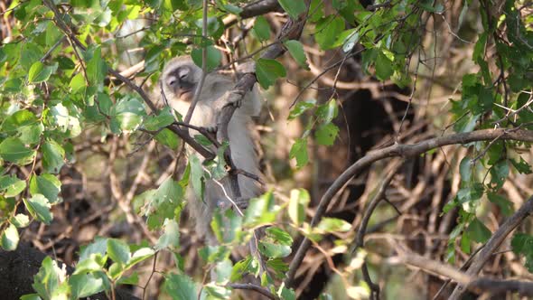 Baby vervet monkey in a tree  alt