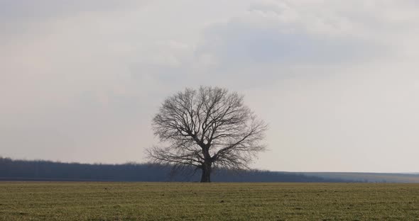 Lonely Bare Tree In The Middle Of A Meadow Field Against Cloudy Sky - static shot alt