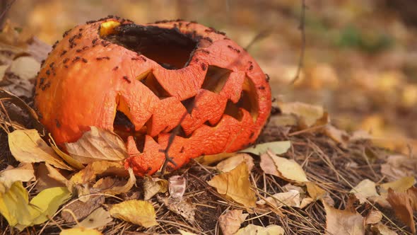 Group of Ants Are Crawling Over the Orange Halloween Pumpkin in the Woods alt