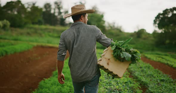 Farmer walking on his farm alt