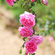 beautiful pink roses -natural romantic background - love - PhotoDune Item for Sale