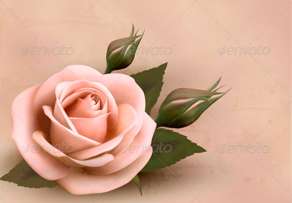 Retro Background with Pink Rose with Bud - Flowers & Plants Nature