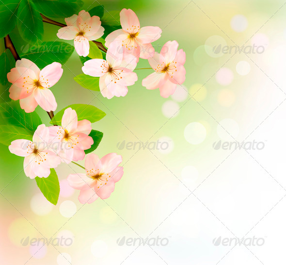 Spring Background with Blossoming Tree Brunch - Seasons Nature