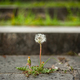 Dandelion plant in bloom breaking through the sidewalk. - PhotoDune Item for Sale