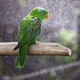 Parrot in the rain  - PhotoDune Item for Sale