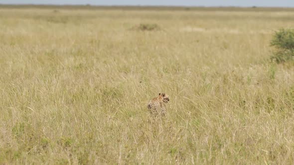 Cheetah Strolling in Tall Grass of African Savanna alt