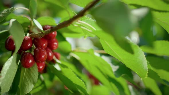 Summer Branch Cherry Fruit in Green Leaf Close Up alt