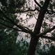 tree silhoutte  - PhotoDune Item for Sale