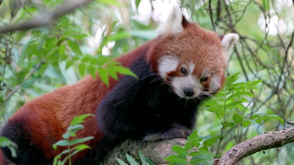 Close up of sweet red panda bear cat resting on branch of tree and ...