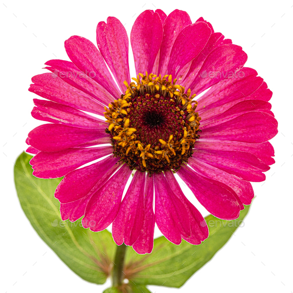 Pink flower of zinnia, isolated on white background Stock Photo by