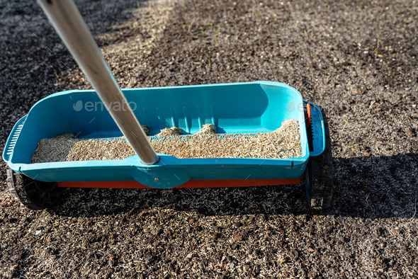 Sowing grass with a wheeled seeder, visible grass grains and black soil.