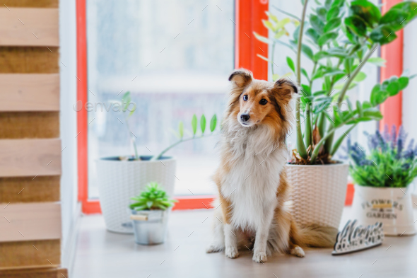 Shetland Sheepdog (Sheltie) dog in the kitchen, eagerly asking for food. A heartwarming home scene,