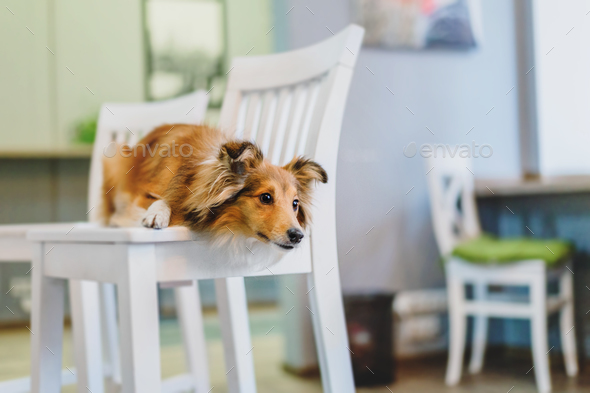 Shetland Sheepdog (Sheltie) dog in the kitchen, eagerly asking for food. A heartwarming home scene,