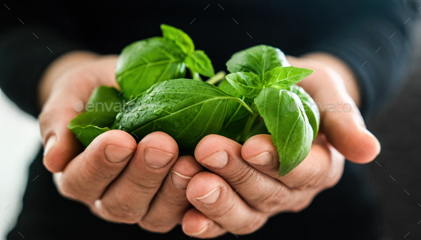 Fresh green basil leaves in girl s hands Stock Photo by AFGreen