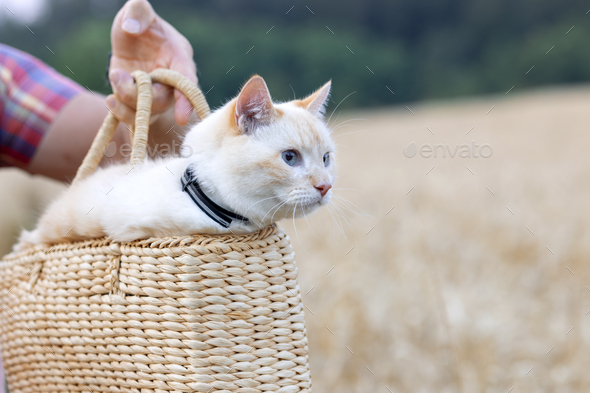 A man holding a wicker bag with a cat