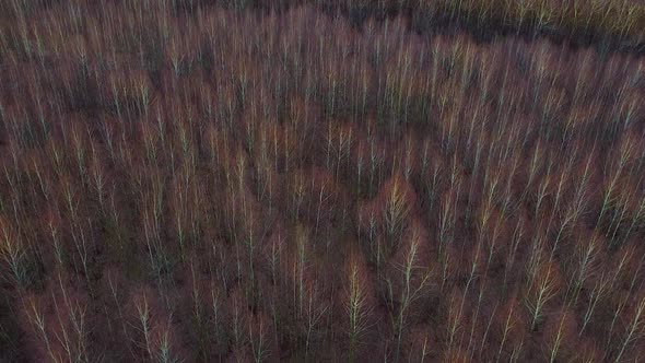 Flying Over Birches