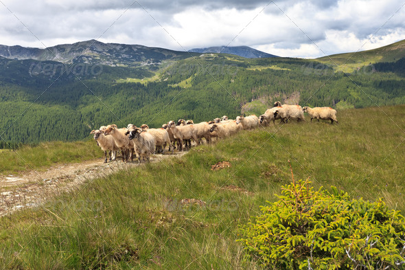 flock of sheep - Stock Photo - Images