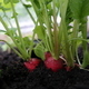 Close-up of a harvesting beetroot in garden. Picking up beetroot from vegetable garden. - PhotoDune Item for Sale