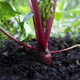 Close-up of a harvesting beetroot in garden. Picking up beetroot from vegetable garden. - PhotoDune Item for Sale