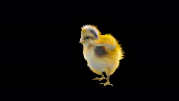 19 Baby Chicks Dancing 4K alt